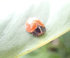 Chelymorpha cribraria