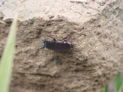 Loboptera canariensis