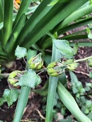 Hibiscus ludwigii