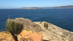 Allocasuarina distyla