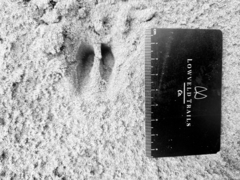 Oreotragus oreotragus transvaalensis