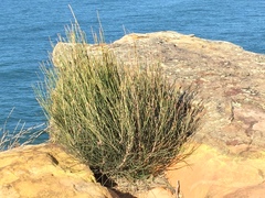Allocasuarina distyla