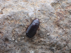 Loboptera canariensis
