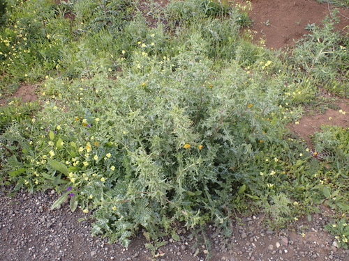 Scolymus hispanicus subsp. occidentalis image