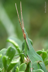 Acrida acuminata