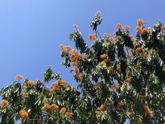 Saraca