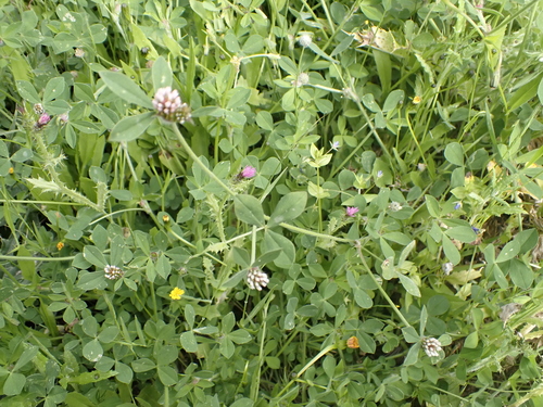 Trifolium striatum image