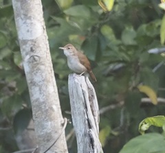 Troglodytes aedon beani