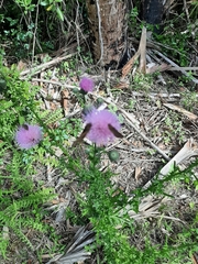 Cirsium nuttalii image