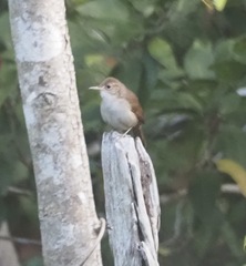 Troglodytes aedon beani