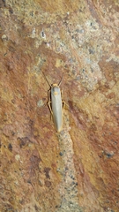 Sozusa scutellata