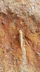 Sozusa scutellata