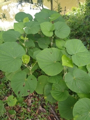 Piper umbellatum