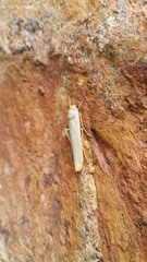 Sozusa scutellata