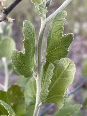 Malacothamnus fasciculatus nesioticus