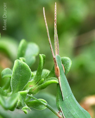 Acrida acuminata