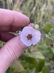 Malacothamnus fasciculatus nesioticus