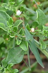 Acrida acuminata