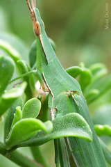 Acrida acuminata