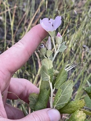 Malacothamnus fasciculatus nesioticus