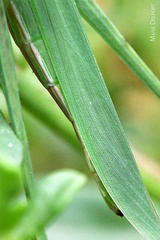 Acrida acuminata