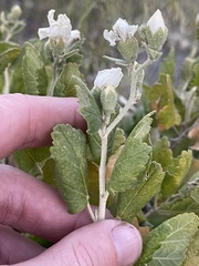 Malacothamnus fasciculatus nesioticus