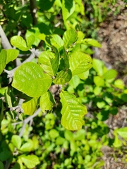 Gardenia resiniflua