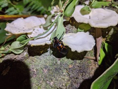Encaustes cruenta formosana
