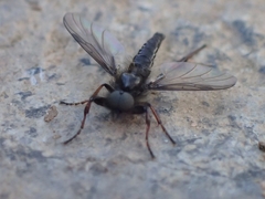 Bibio lanigerus