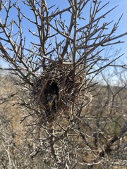Auriparus flaviceps