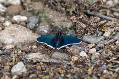Elbella scylla