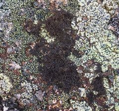 Pseudephebe pubescens