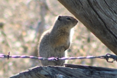 Urocitellus beldingi