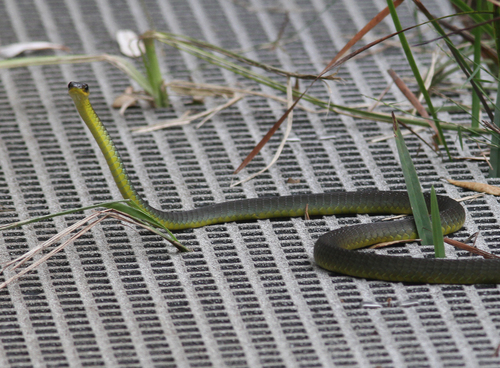 Common Tree Snake sighting
