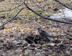 Turdus pilaris