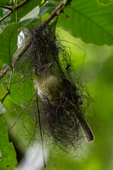 Rhynchocyclus olivaceus