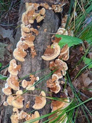 Inonotus cuticularis