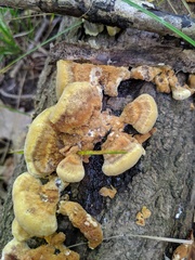 Inonotus cuticularis