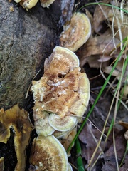 Inonotus cuticularis