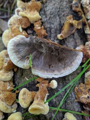 Inonotus cuticularis