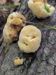 Inonotus cuticularis