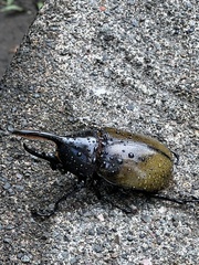 Dynastes septentrionalis