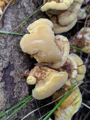 Inonotus cuticularis