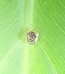 Microctenochira flavonotata