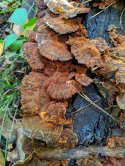 Inonotus cuticularis