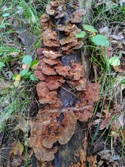 Inonotus cuticularis