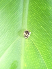 Microctenochira flavonotata