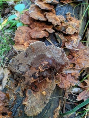 Inonotus cuticularis