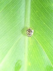Microctenochira flavonotata