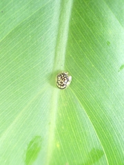 Microctenochira flavonotata
